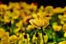 Load image into Gallery viewer, Alone in Many