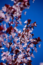 Load image into Gallery viewer, Blooming Cherries