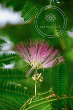 Load image into Gallery viewer, Bottomless Mimosas