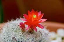 Load image into Gallery viewer, Cactus Blossom