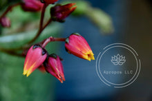 Load image into Gallery viewer, Dragon Flowers