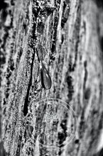 Load image into Gallery viewer, First Melt