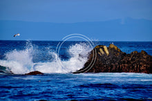 Load image into Gallery viewer, Fly High