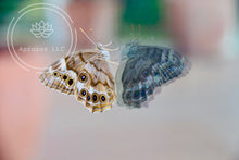 Load image into Gallery viewer, Janus