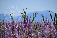 Load image into Gallery viewer, Purple Paradise