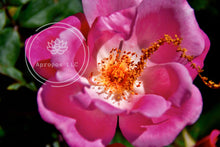 Load image into Gallery viewer, Secret Saxophone