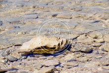 Load image into Gallery viewer, Stoney Wavelet