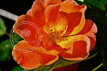 Load image into Gallery viewer, Sun-Set Flower