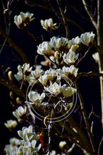 Load image into Gallery viewer, Tranquil Tulips