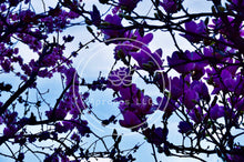 Load image into Gallery viewer, Two Worlds Collide