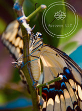 Load image into Gallery viewer, Up Close and Personal